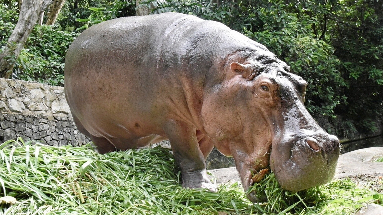 แม่มะลิ 58 ปี