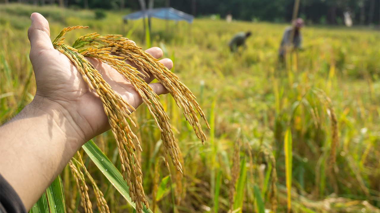 อาหารขาดแคลน