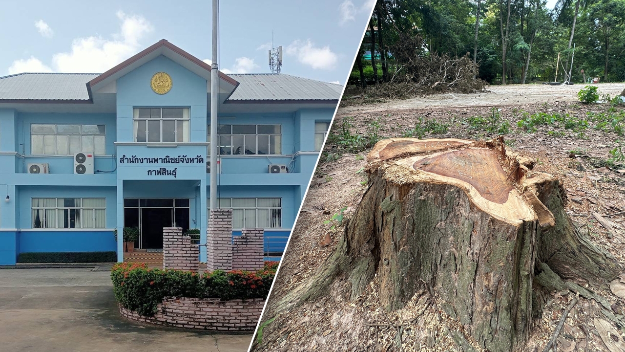 พาณิชย์จังหวัดกาฬสินธุ์ ตะลึง ซื้อขายไม้พะยูงในพื้นที่ ไร้กฎหมายรองรับ ย้ำไม่เคยอนุญาต