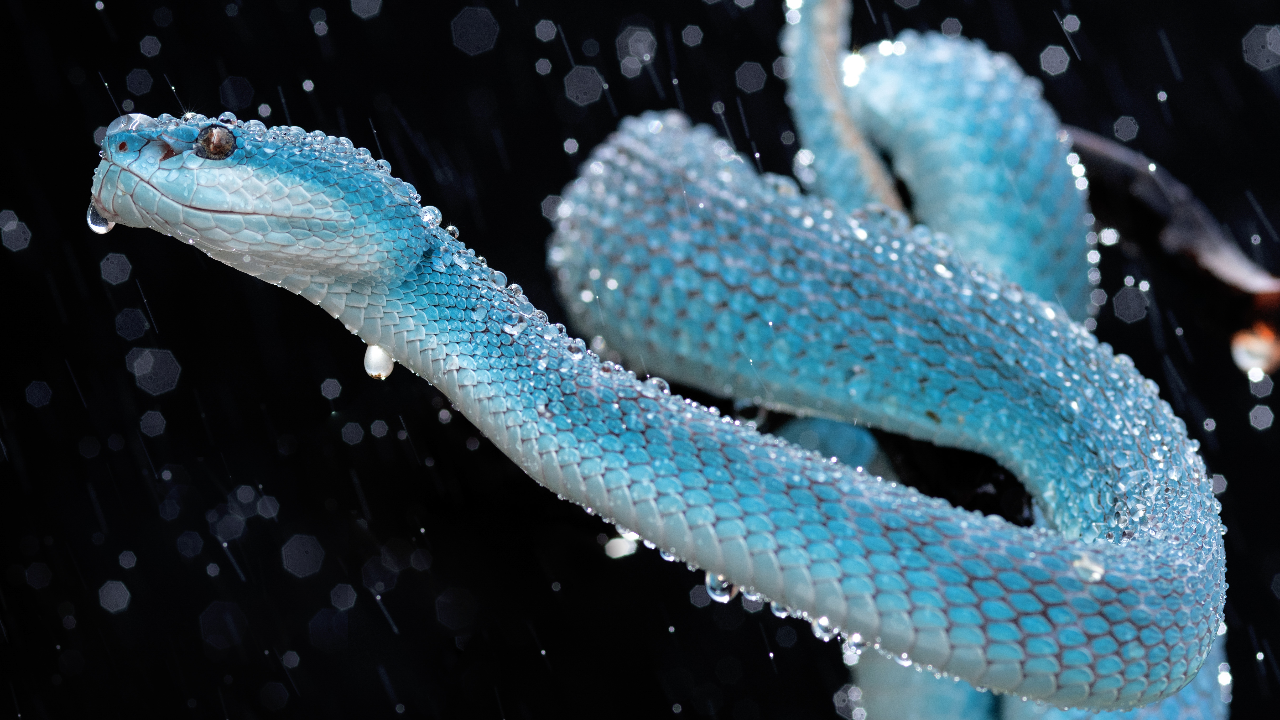 "งูสีฟ้า" หรือ "งูทิฟฟานี่บลู" มีพิษไหม ส่องที่มางูสวยหายาก พร้อมวิธีเอาตัวรอดเมื่อเจองู