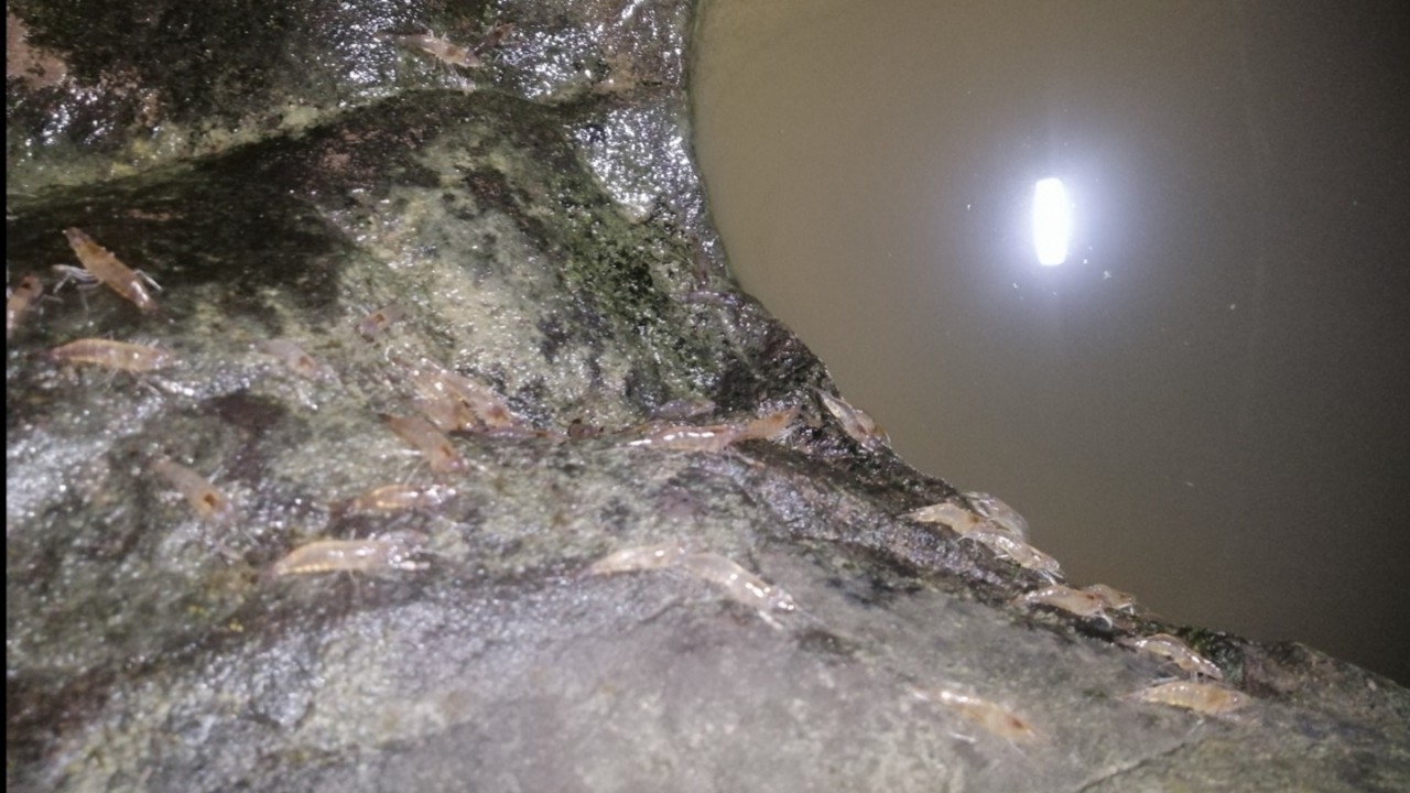 มีให้ดูปีละครั้ง ปรากฏการณ์ "กุ้งเดินขบวน" แก่งลำดวน ตลอดเดือน ก.ย. 66 ที่อุบลฯ