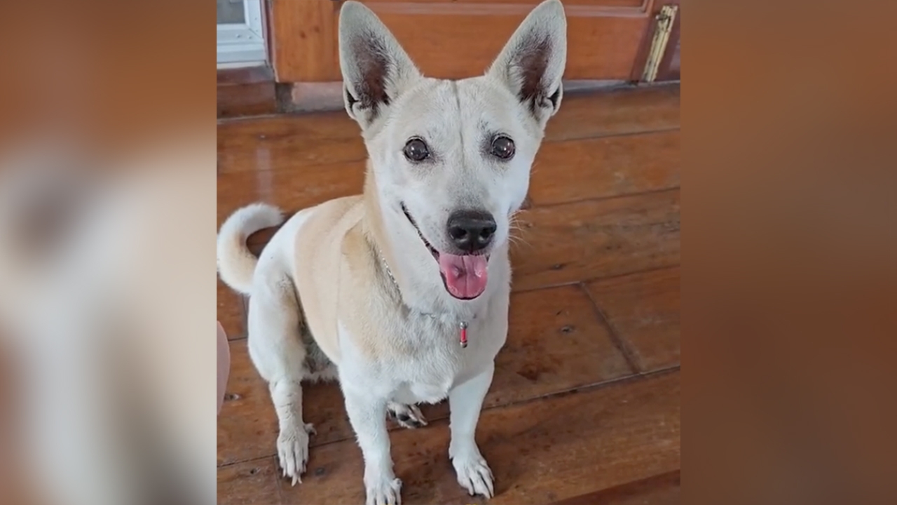 แทบจะรักมากกว่าหลานแล้ว เอ็นดูยายใส่ตะกรุดให้ "น้องหมา" ห่วงโดนตัวอื่นกัด