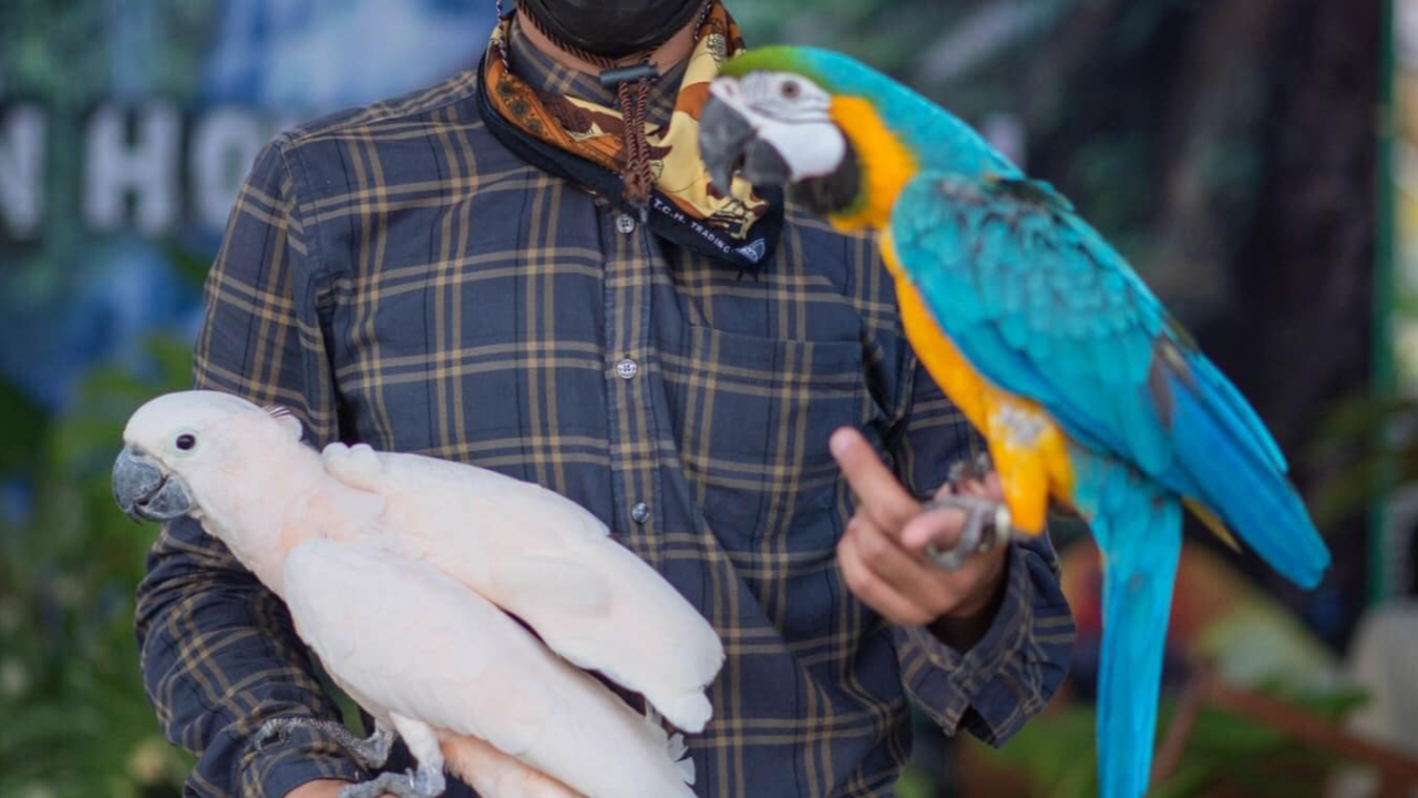 หนุ่มท้อใจ ตามหาคู่นกแก้วแสนรู้ ราคาหลักแสน คาดโดนคนใกล้ตัวขโมย