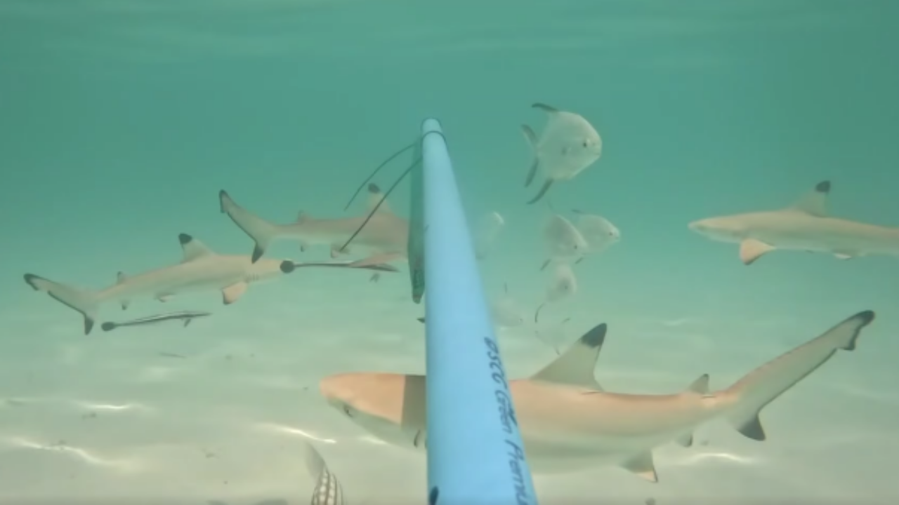 ตื่นตาตื่นใจ "ฉลามหูดำ" ว่ายน้ำหากินใน "อ่าวมาหยา" หลังปิดฟื้นฟูธรรมชาติ