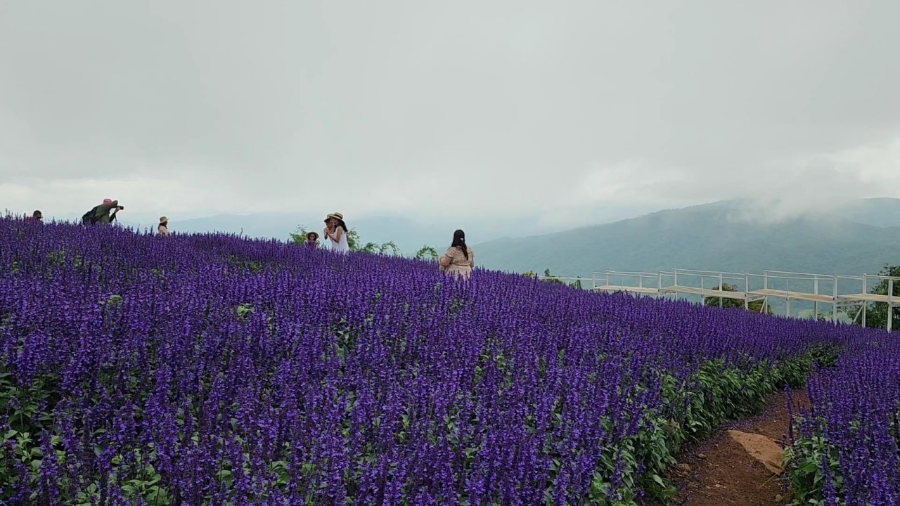 เที่ยวหน้าฝนไปเช็กอิน ทุ่งดอกบลูซัลเวียสีม่วง ท่ามกลางสายหมอกบนดอยม่อนแจ่ม