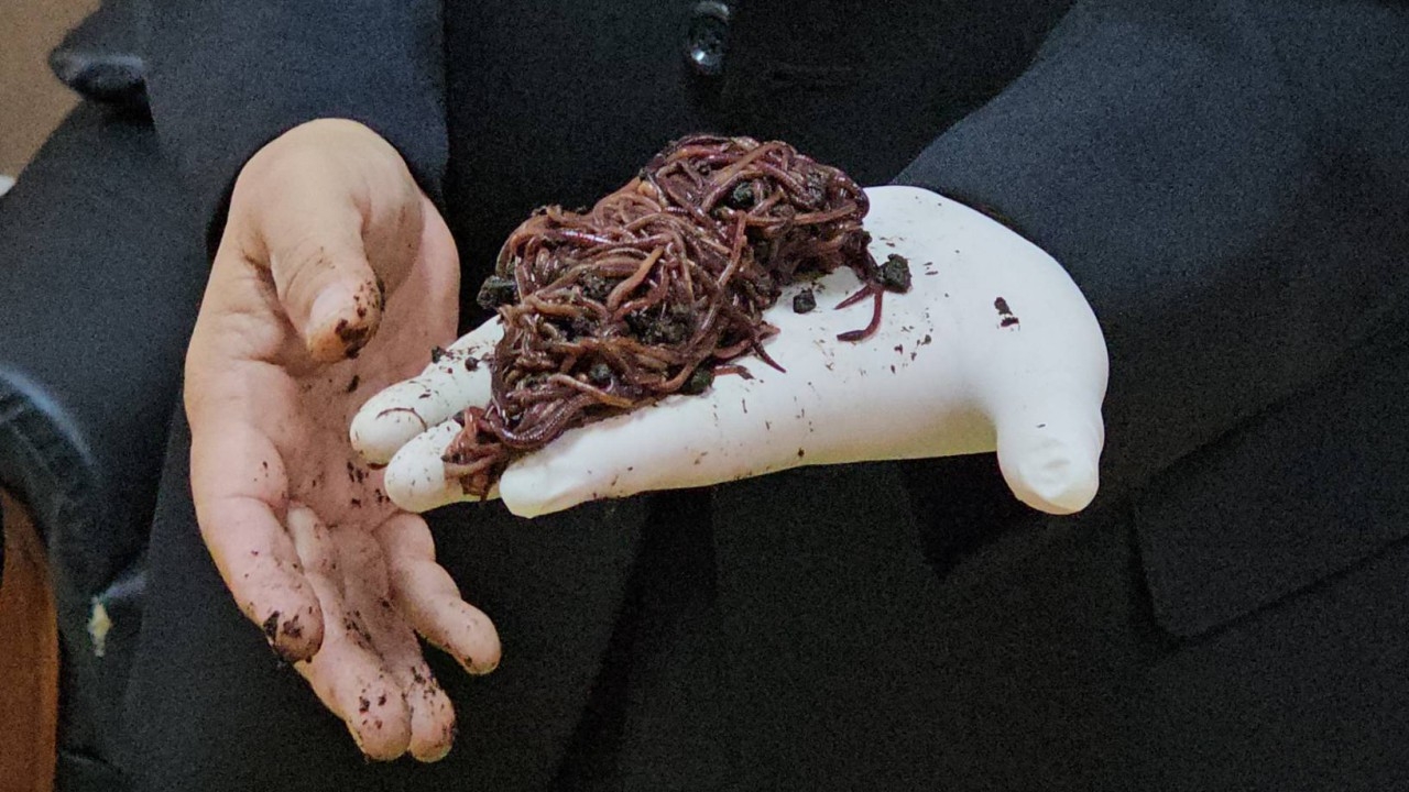 ผู้เชี่ยวชาญเตือน ใช้ไส้เดือนทำสปาได้แต่เสี่ยงเชื้อโรค ย้ำต้องแข็งแรงไม่มีบาดแผล