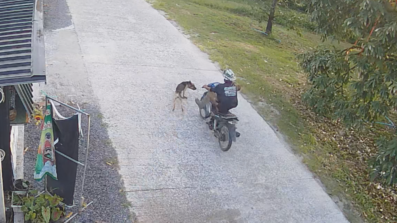แบบนี้ใครผิด หมาวิ่งตัดหน้ารถมอเตอร์ไซค์ เบรกไม่ทัน ชนกันจังๆ กลางถนน (คลิป)