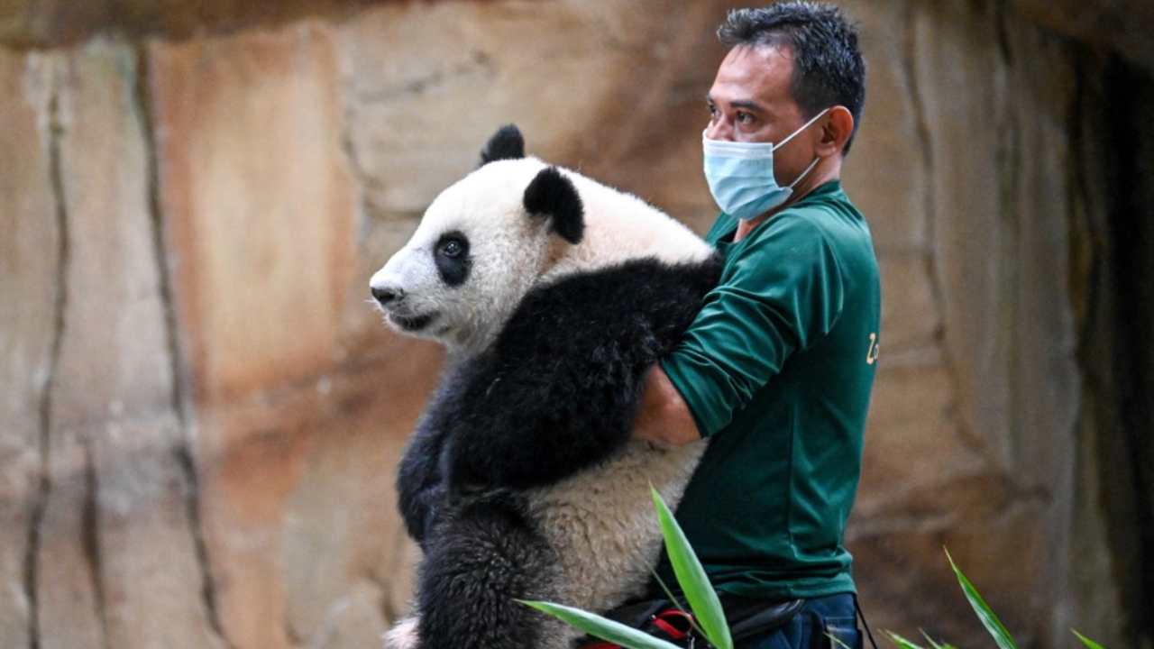 มาเลเซียอำลาลูกแพนด้า 2 ตัว เตรียมส่งกลับคืนให้จีนตามข้อตกลง