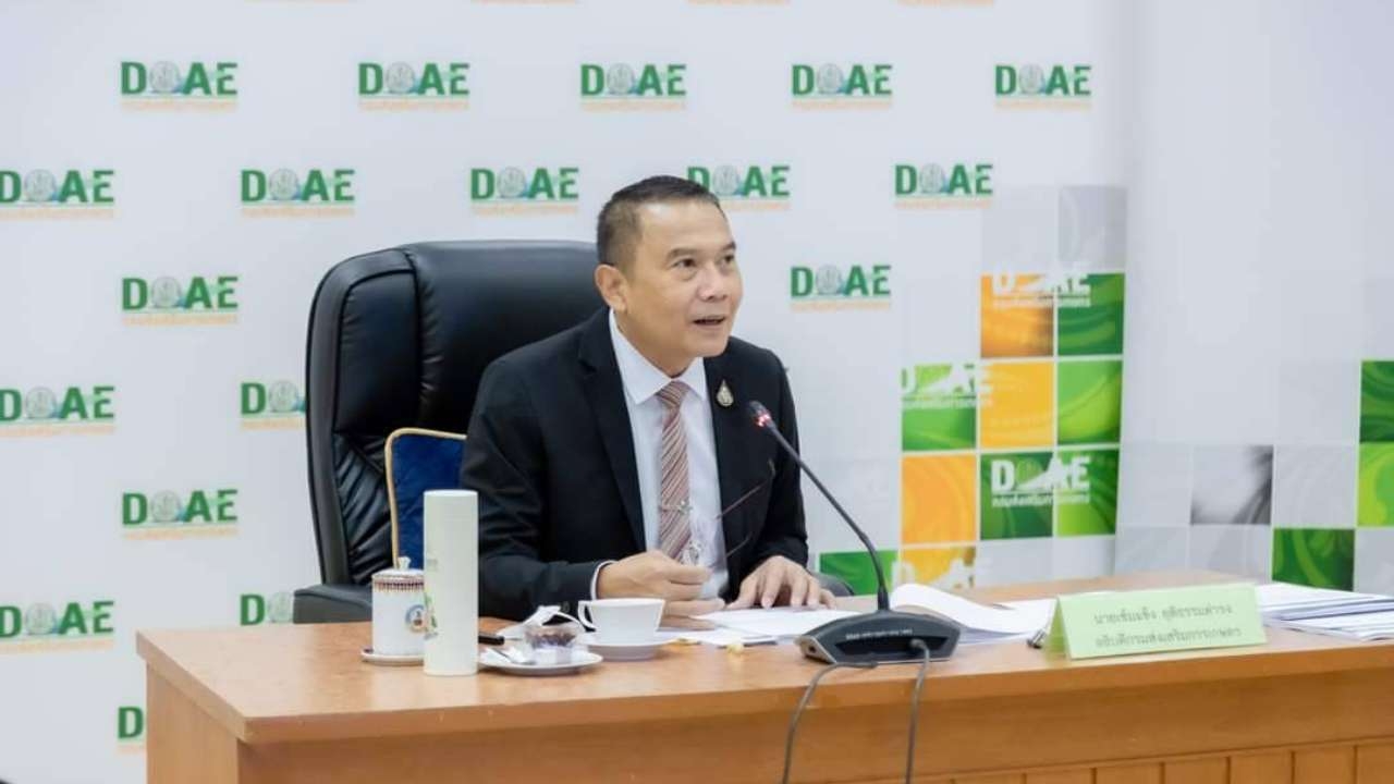 กสก.ประสานกำนัน-ผญบ.สำรวจการระบาดโรคใบด่างมันสำปะหลัง หลังกระทบเกษตรกร