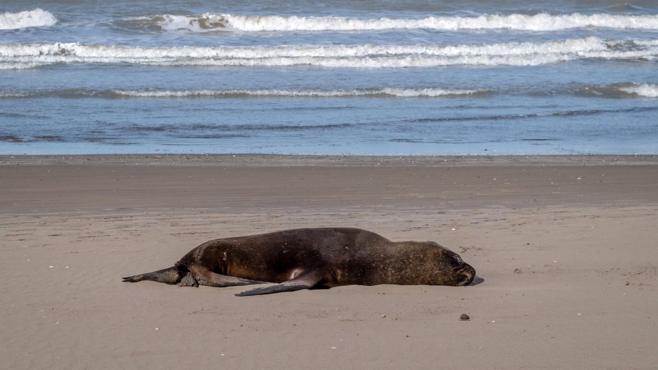 อาร์เจนตินากังวล ไข้หวัดนกระบาดหนัก ทำสิงโตทะเลตายเกลื่อน