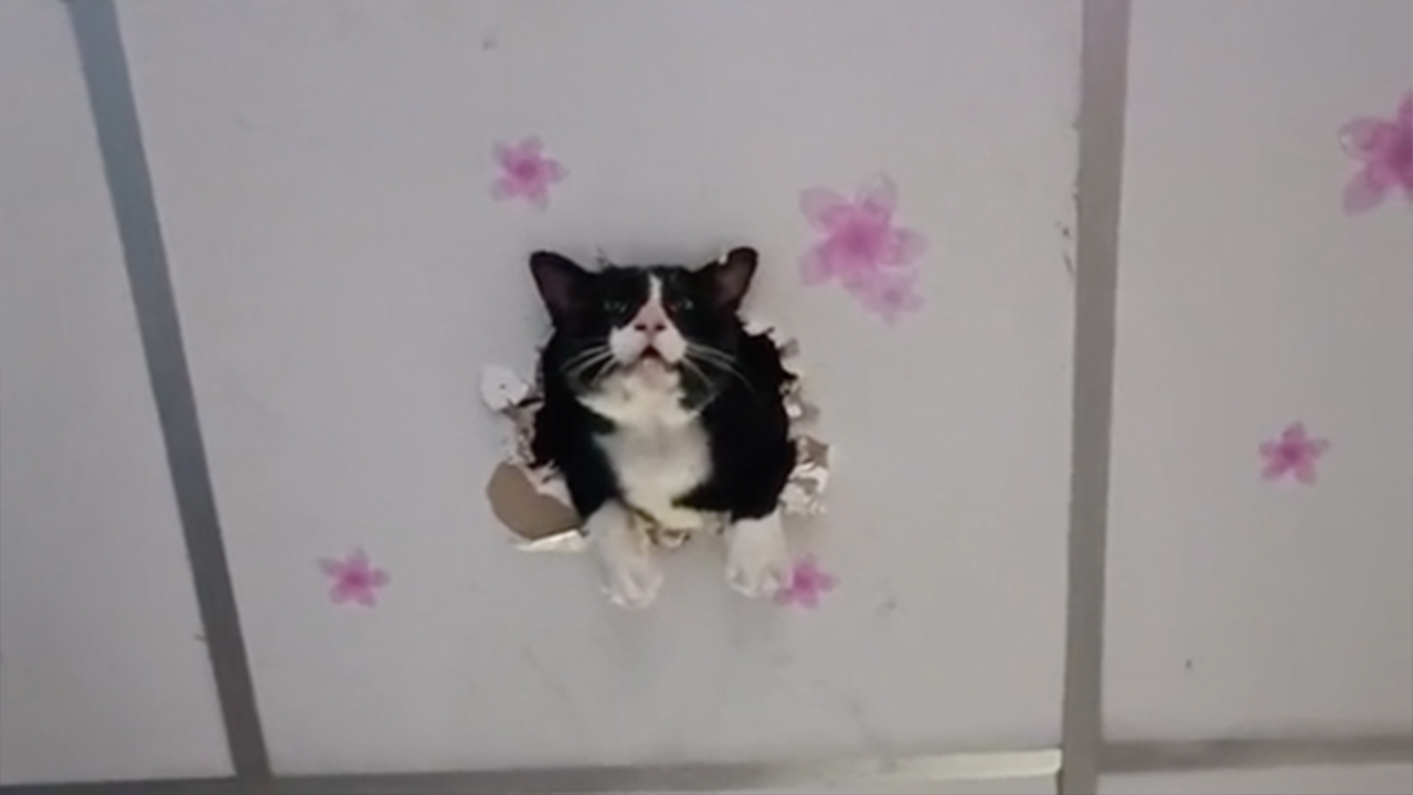 ซนจนได้เรื่อง เจ้าเหมียวแสบ แอบแม่ขึ้นบนเพดานบ้าน สุดท้ายฝ้าทะลุลงไม่ได้