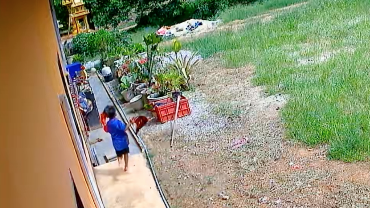 แม่เล่านาทีระทึก "งูเห่า" เข้าบ้านเกือบกัด "ลูกชาย" โชคดีวิ่งหนีทัน (คลิป)