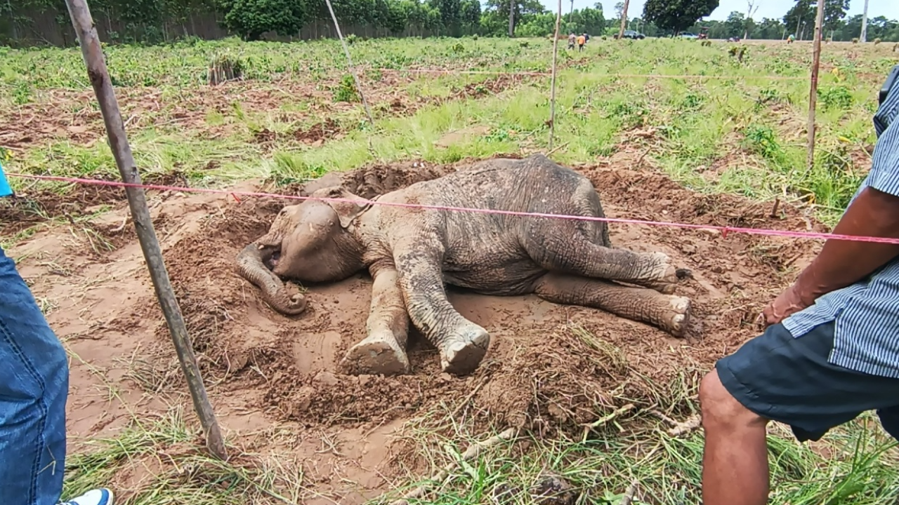 ช่วยลูกช้างป่าป่วยหนัก ล้มลุกไม่ขึ้น ดิ้นทุรนทุรายกลางไร่มัน