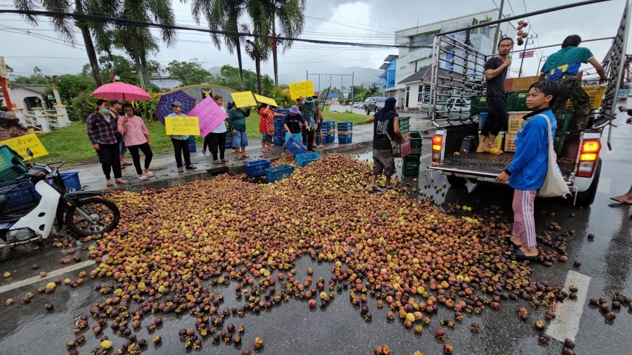 ชาวสวนนครศรีฯ นำมังคุดนับตันเททิ้งหน้าอำเภอ สุดทนราคาร่วง กก.ละไม่ถึง 5 บาท