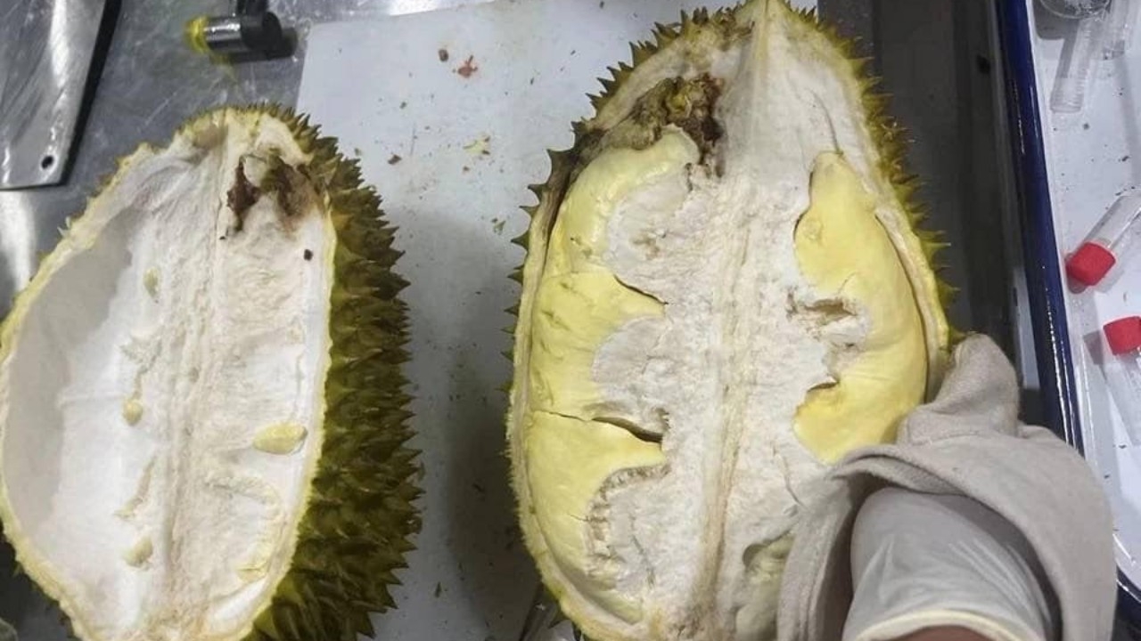 จีนตีกลับทุเรียนซุกหนอน เตรียมสั่งระงับล้งทุเรียนใต้