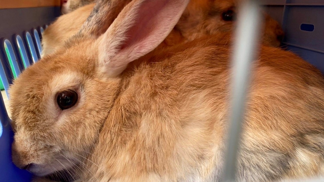 เจ้าหน้าที่พบ "กระต่ายบ้าน" ถูกปล่อยเข้าพื้นที่ป่า หวั่นเกิดโรคระบาดในสัตว์ได้