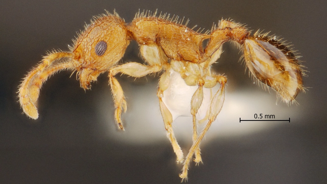 认识世界上的一种新型蚂蚁“Bak Chin Jai Ant”，在沙敦地质公园
