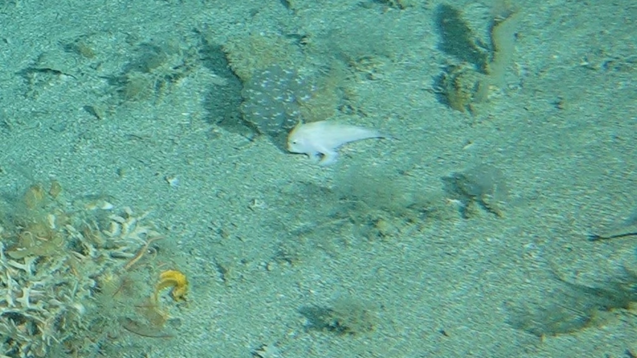 ออสเตรเลียพบ "ปลาเดินได้" พันธุ์หายากเป็นครั้งแรกในรอบ 27 ปี