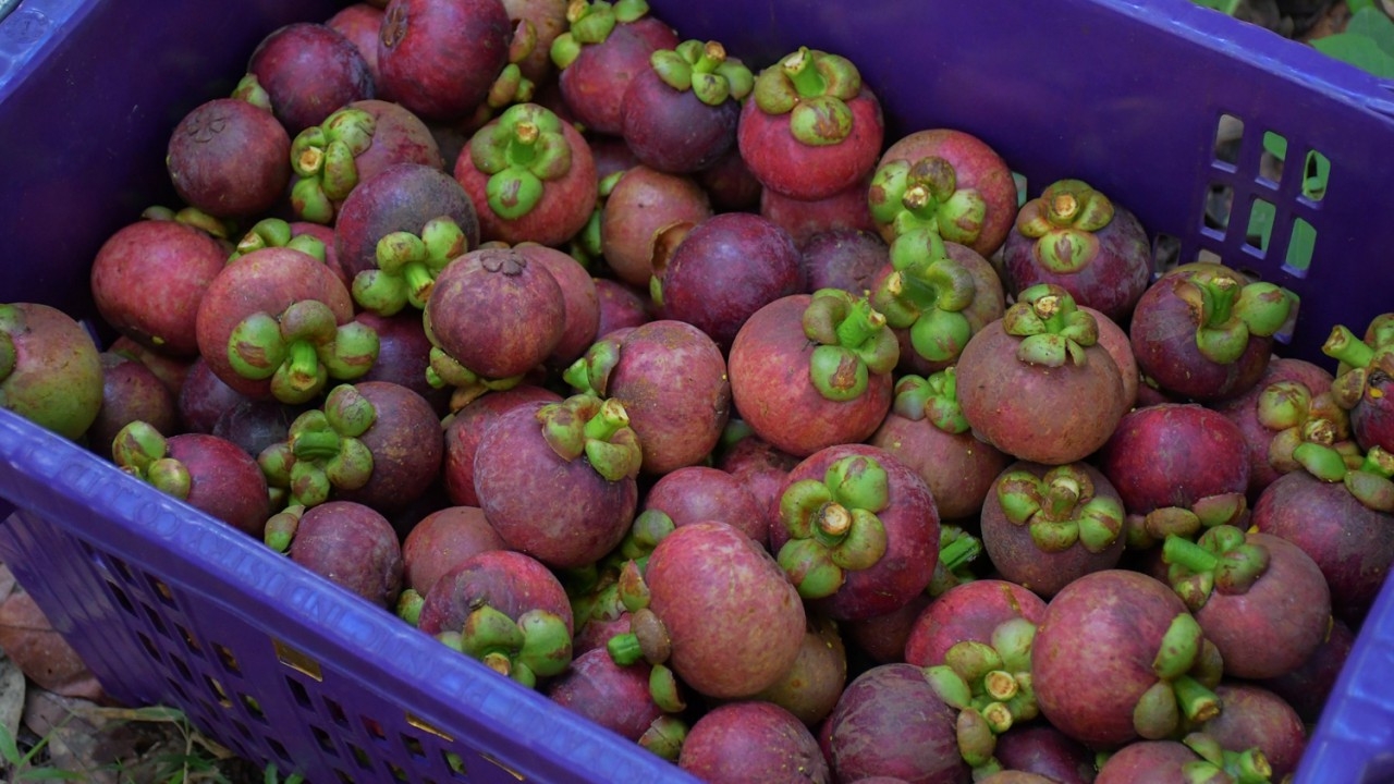 พาณิชย์พัทลุงจับมือพ่อค้าใหญ่ ช่วยเกษตรกรเข้ารับซื้อมังคุด หลังผลผลิตล้นตลาด