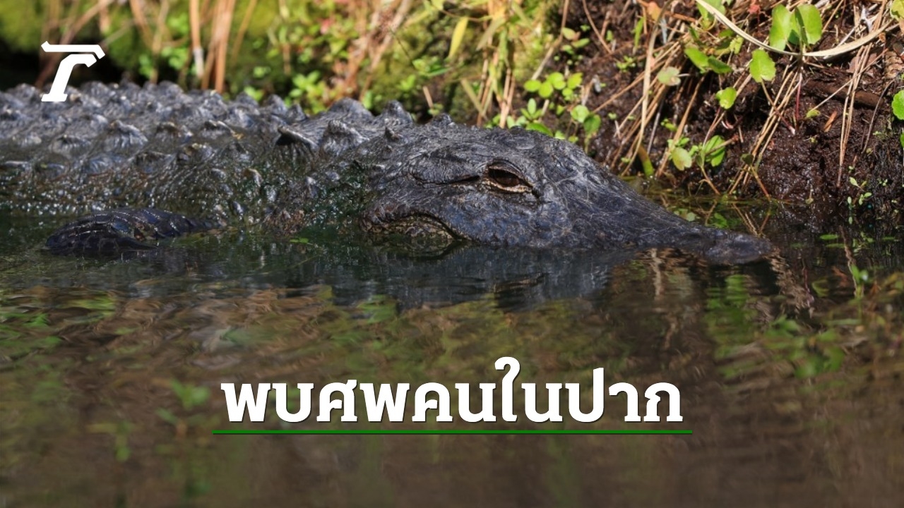 Large Alligator Captured in Florida Swamps with Human Remains in its Mouth