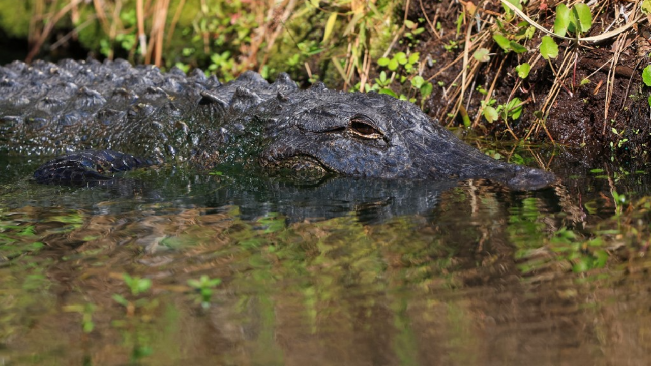 ตะลึง ตร.รัฐฟลอริดาบุกจับอัลลิเกเตอร์ตัวเขื่องริมหนองน้ำ พบซากศพคนในปาก (คลิป)