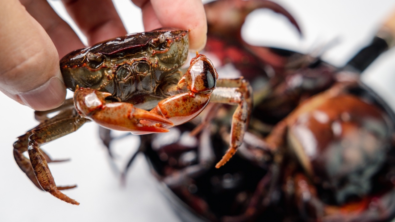 "หมอแล็บ" เตือนคนทำคอนเทนต์กิน "ปูดิบ" เสี่ยงเจอพยาธิ ทำปอดเป็นหนอง สมองพัง