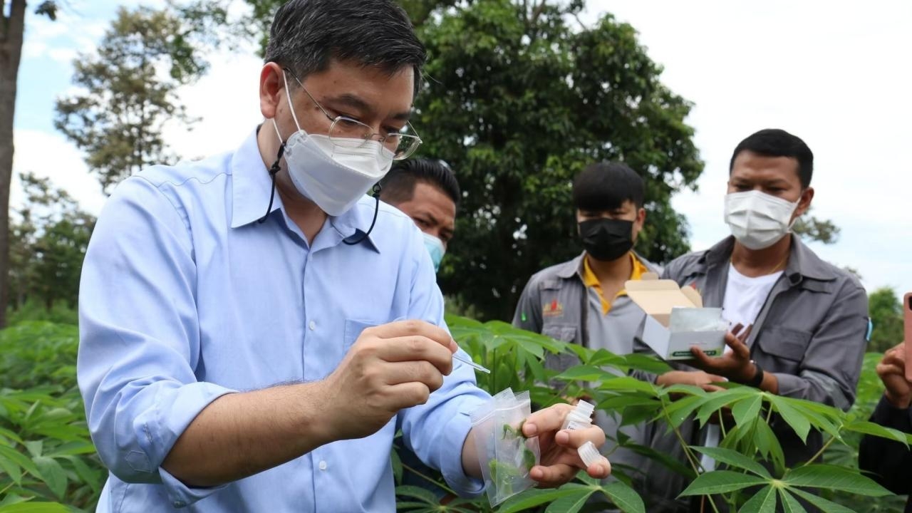 ทีมวิจัยไบโอเทค พัฒนาชุดตรวจ ‘โรคใบด่างมันสำปะหลัง’ แนะเลี่ยงท่อนพันธุ์ต่างถิ่น