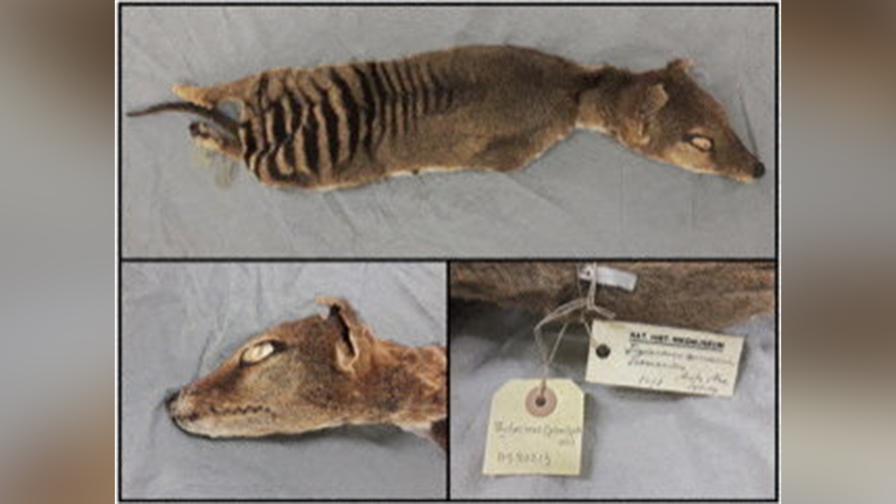 RNA recovery from extinct Tasmanian tigers