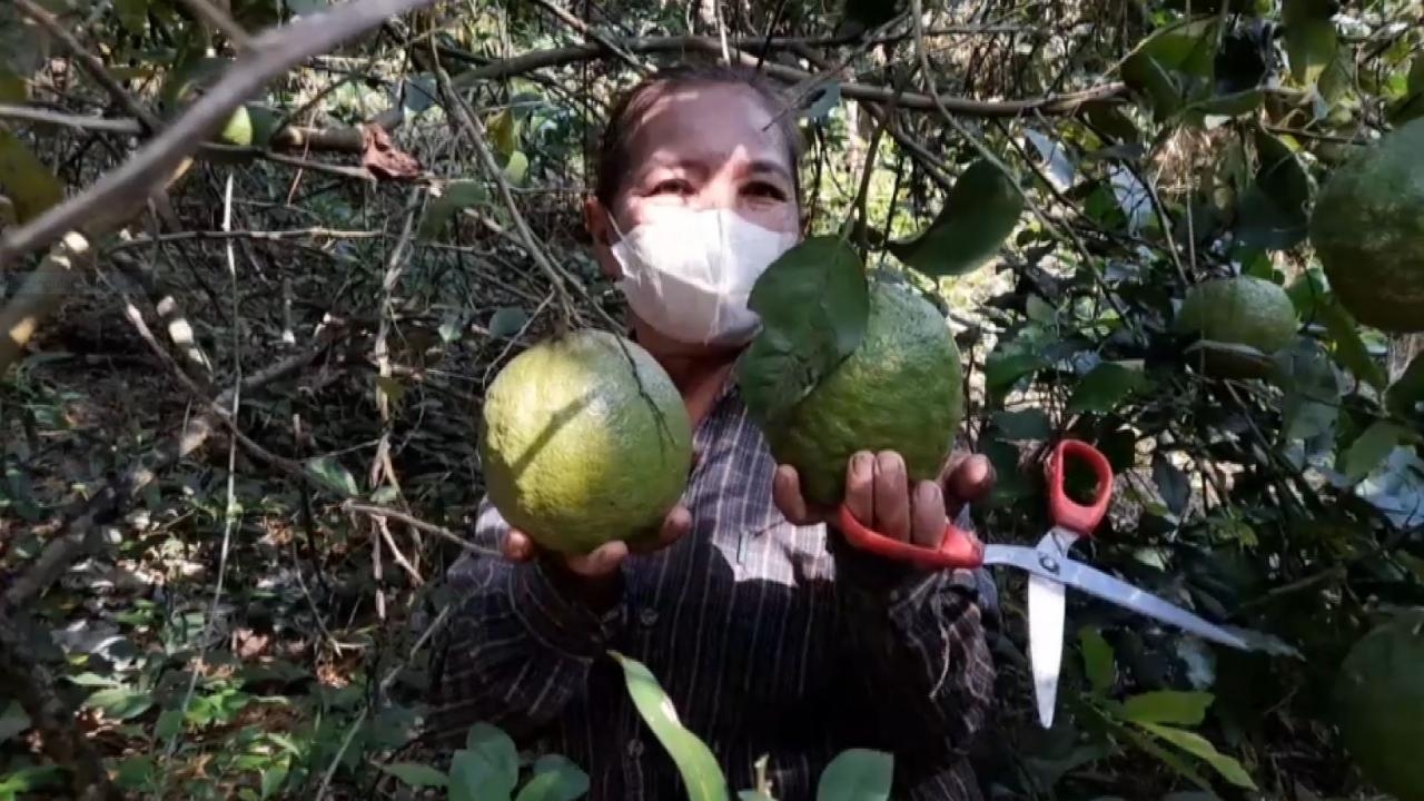 ป้าที่ปราจีนบุรี ปลูกมะนาวยักษ์กินเอง ผลผลิตดีเก็บกินได้ตลอดปี ไม่ต้องซื้อตลาด