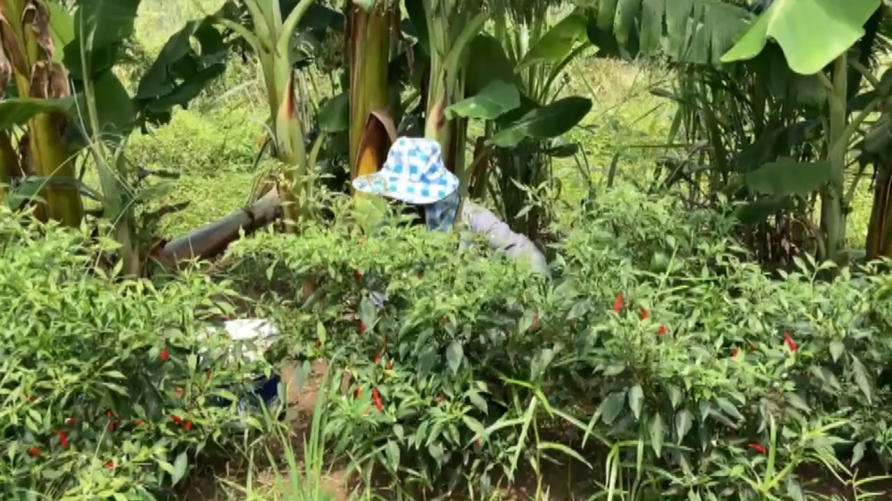 ชาวสวนที่พิมาย ปลูกพริกแซมสวนกล้วยน้ำว้า 2 ไร่สุดปัง เก็บขายทุกวันได้ราคาดี