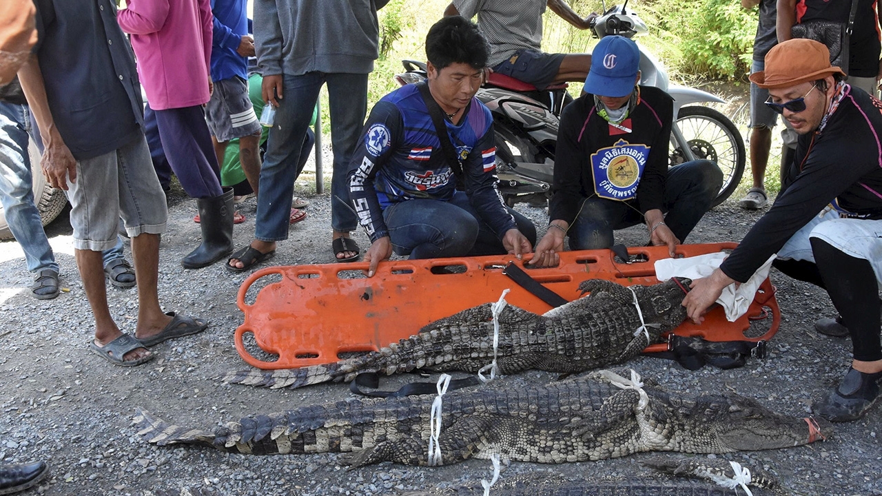 ไกรทองล่า 4 จระเข้ หลุด-ฟาร์มแตก เตือนฝนหนัก จนถึง 30 กันยายน (คลิป)