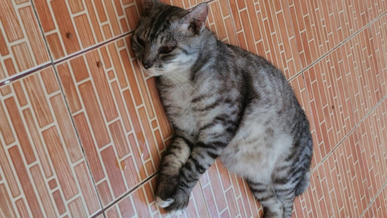 เจอตัวแล้ว "แก้มบุ๋ม" แมวลายสลิดที่หายไป พบอยู่ข้างทาง ห่างจากบ้าน 1 กม.