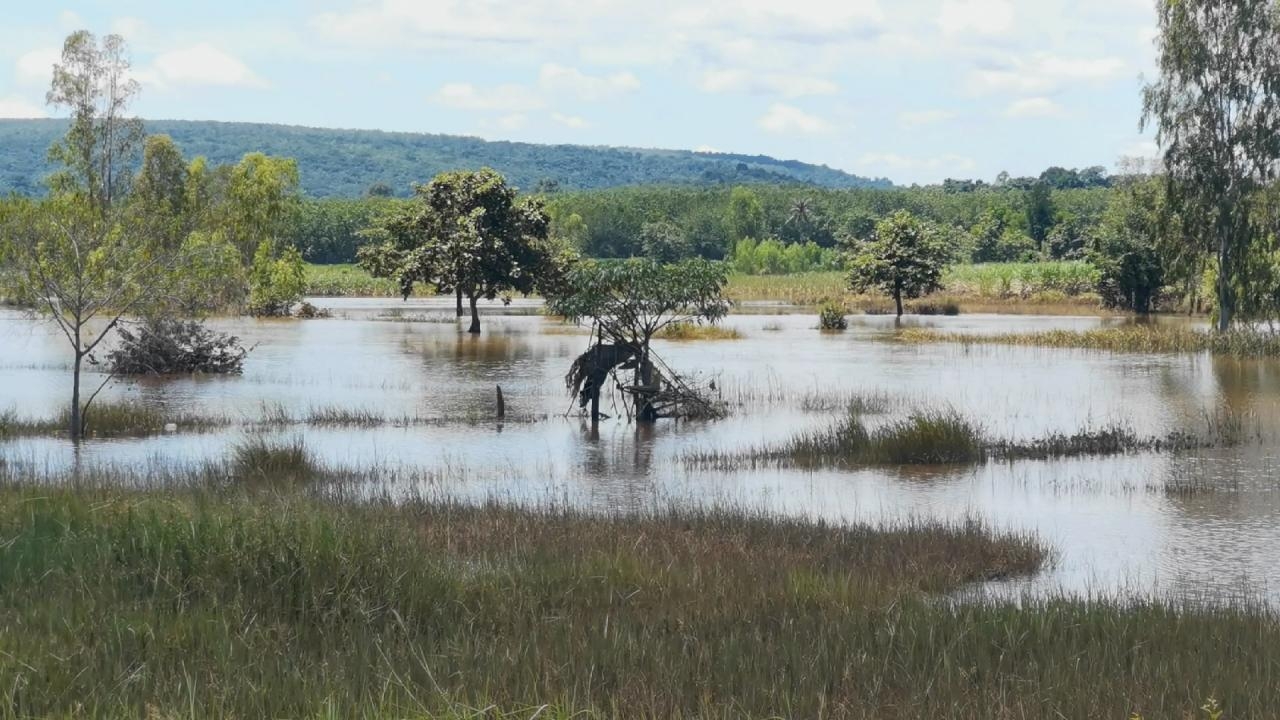 มุกดาหาร เผชิญฝนตกมาเกือบเดือน ทำน้ำท่วม ทำนาข้าวเน่าตายกว่า 3 พันไร่