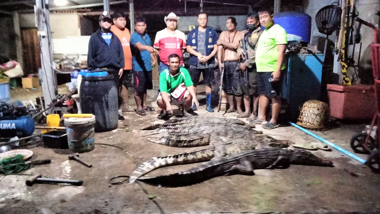 พายุถล่มสุพรรณฯ บ่อเลี้ยงจระเข้พัง หลุดออกมาเพ่นพ่านกว่า 30 ตัว