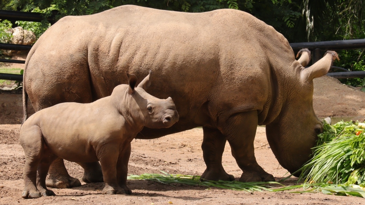 สวนสัตว์เปิดเขาเขียว ฉลอง "วันอนุรักษ์แรดโลก" เปิดตัวสมาชิกใหม่ "ลูกแรดขาว"