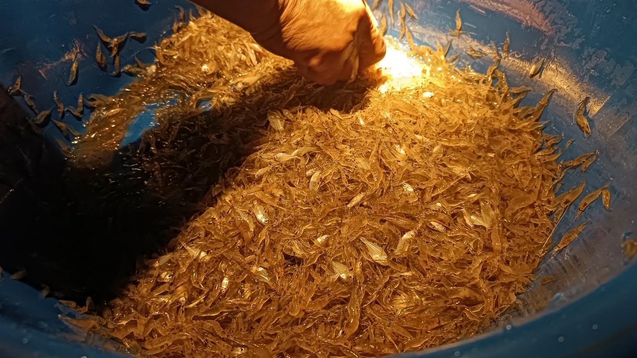 ชาวบ้านโคราชนับร้อย แห่จับกุ้งฝอยหาดทรายทอง เขื่อนลำแชะ ทำเงินนับพันบาทต่อวัน