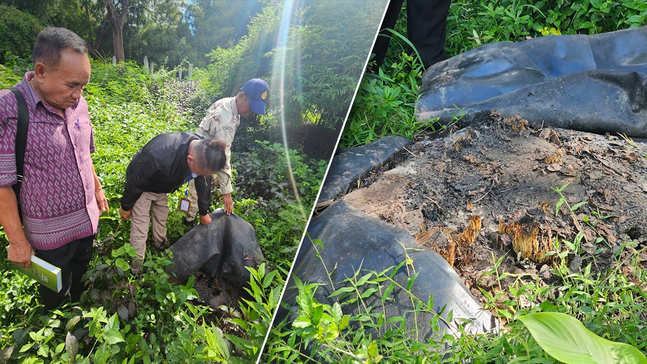 กาฬสินธุ์ ตัดอีก ไม้พะยูงในโรงเรียน แห่งที่ 12 ขาย 9 ต้น 85,000 บาท