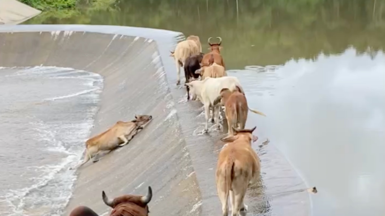 ลุ้นตาม น้องวัวลื่นตกอ่างเก็บน้ำ เพื่อนยืนมอง อยากช่วย จนเกือบตกไปอีกตัว