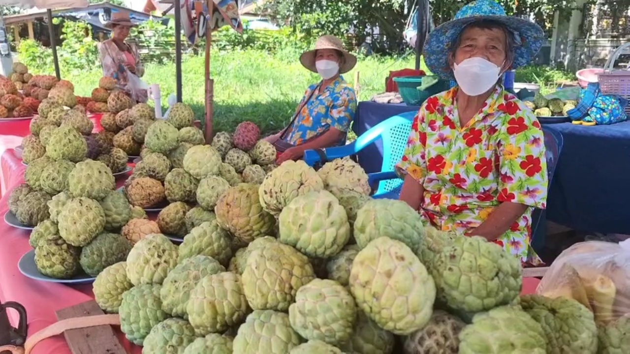 ชาวบ้านเอาน้อยหน่าดงเจนมาขายริมถนน คนจอดรถซื้อไม่ขาดสาย ทำรายได้เข้าชุมชน