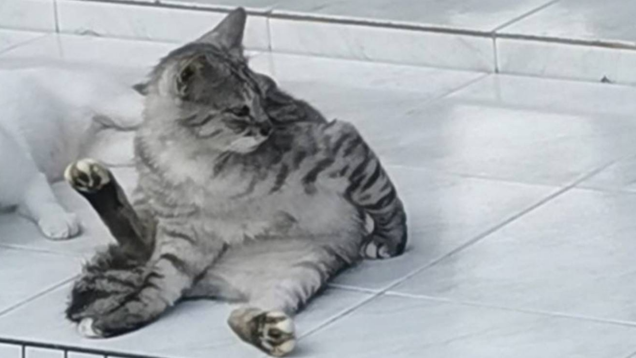 เจ้าของว้าวุ่น ตั้งรางวัล 1 หมื่น ตามหา "แก้มบุ๋ม" แมวลายสลิดหายจากบ้าน