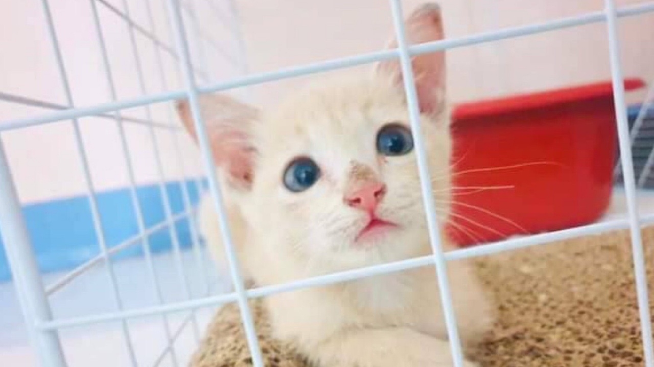 สาวร้องถูกรุมทำร้ายร่างกาย คาดไม่พอใจขอแมวมาเลี้ยง ปล่อยแมวหาย