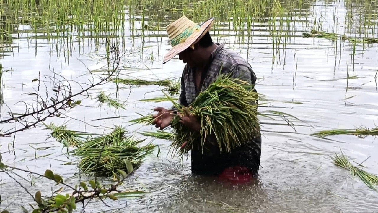 ชาวนาที่ อ.กันทรารมย์เกี่ยวข้าวในน้ำ ก่อนจมไม่เหลือ หลังน้ำชี-มูลขึ้นไม่หยุด