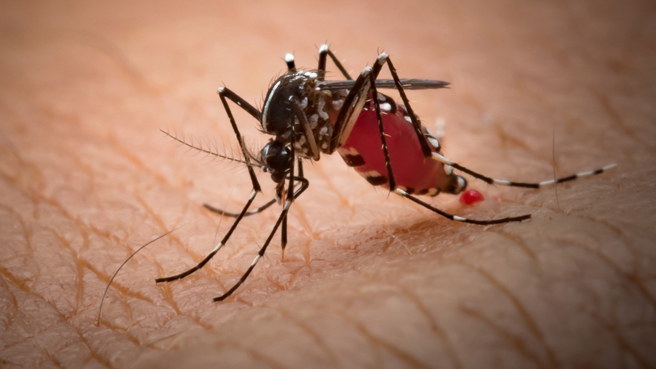 Dengue Fever Update and Call for Action: Join the Fight Against Aedes Mosquitoes