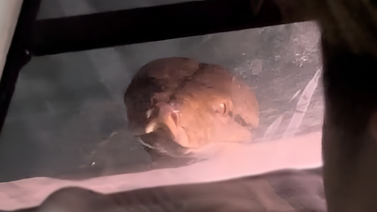 "งูเหลือม" โผล่สบตาหลังฝนตกหนัก หนุ่มเผยมาแต่ละครั้ง เลขที่บ้านให้โชค