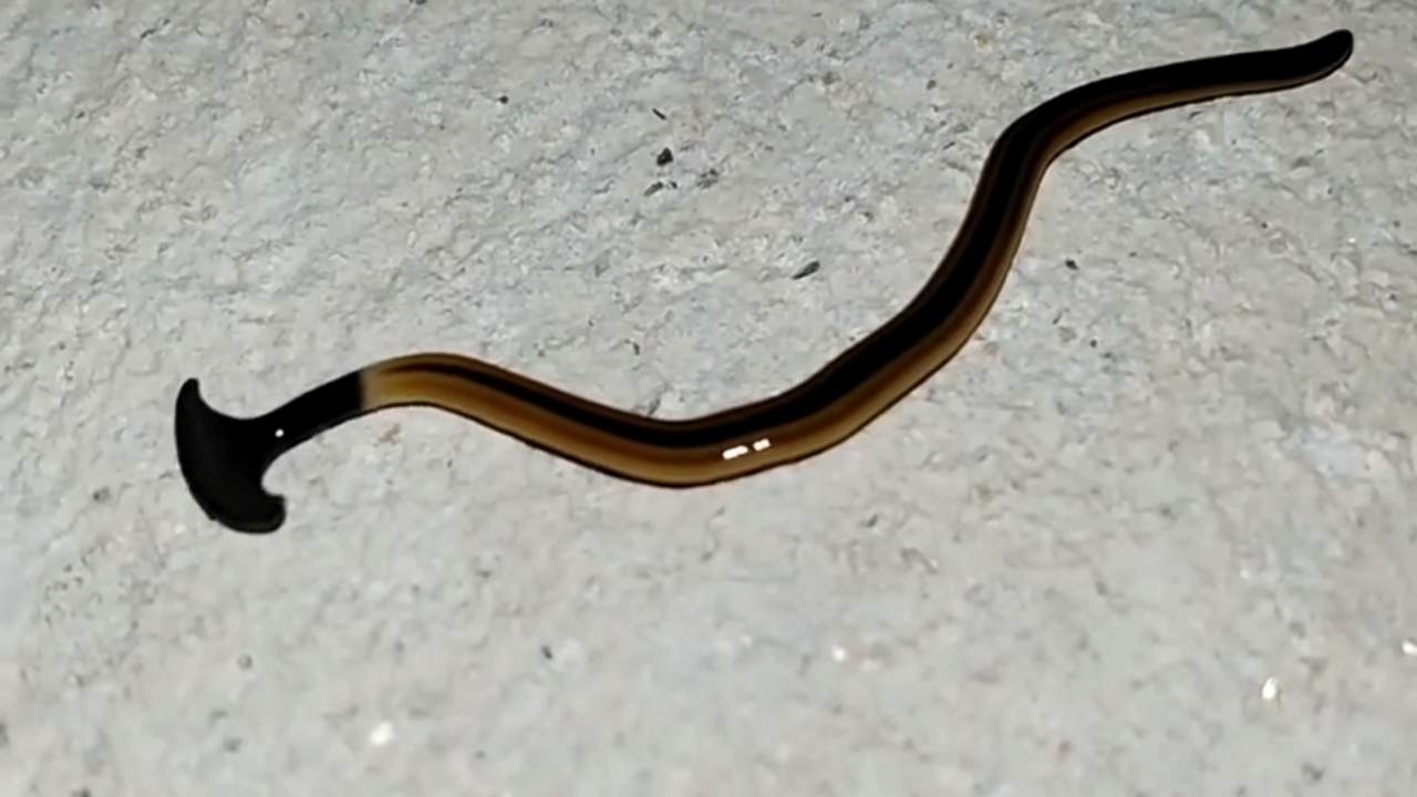 หนุ่มสงสัย โพสต์ถามตัวอะไร ลำตัวสีน้ำตาลดำ หัวคล้ายค้อน ไม่เคยเห็นมาก่อน