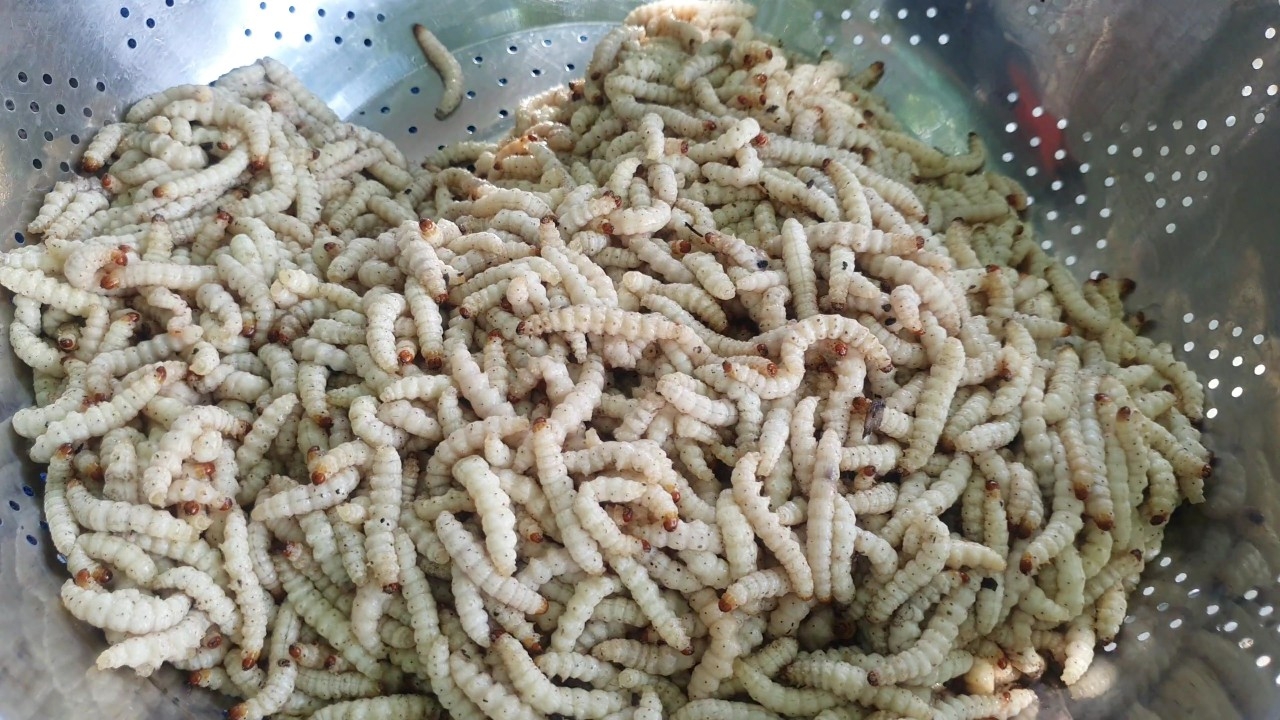 ชาวบ้านพะเยาเข้าป่าหาหนอนรถด่วนมาขาย ช่วงหน้าฝนขายราคาดีสุดๆ กก.ละ 700