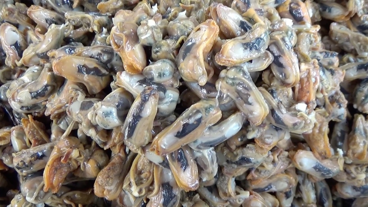 ชาวบ้านที่ละงู เก็บหอยกะพงจากทะเลหน้าบ้านแกะเนื้อขาย ทำเงินเดือนละ 6 หมื่น