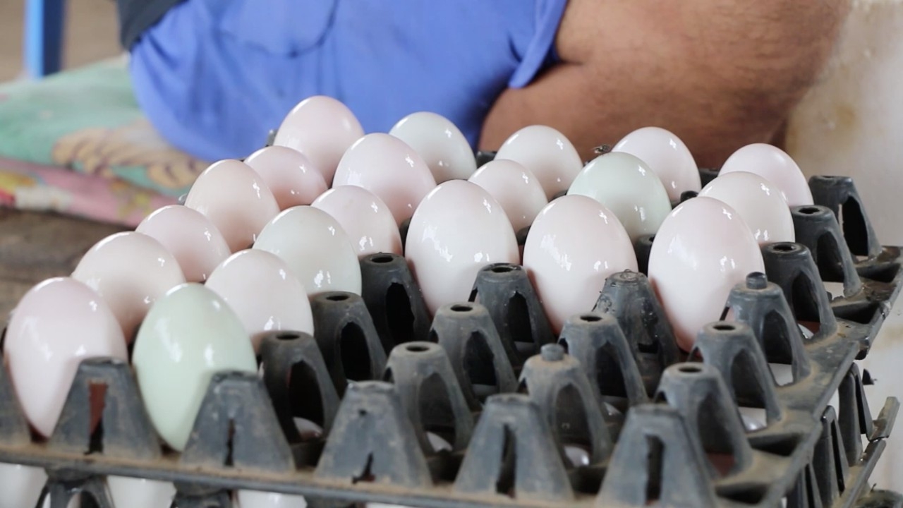 ขอนแก่นไข่เป็ดแพง เหตุฝนตกเป็ดในฟาร์มออกไข่ลดลง ไข่เบอร์ 0 พุ่งแผงละ 170 บาท