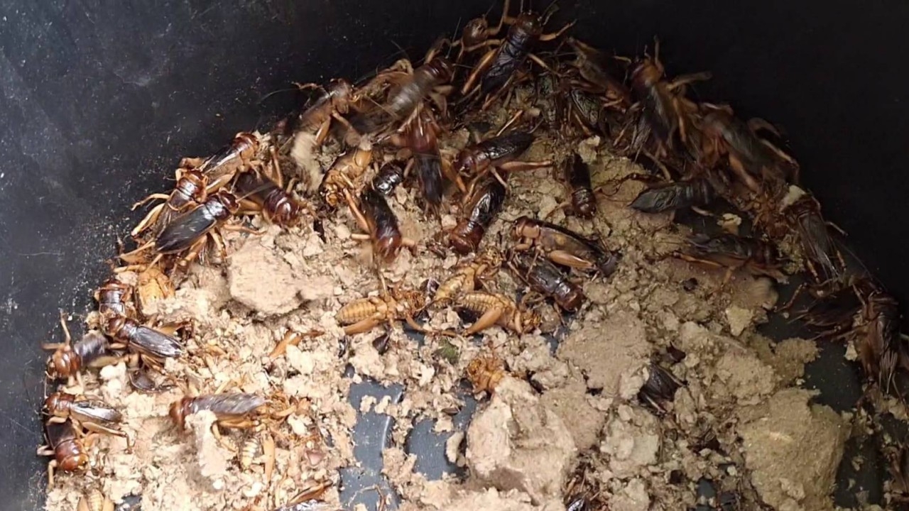 ชาวบ้านพะเยาออกหา จิ้งกุ่ง-จิ้งโกร่ง ไปขายตลาดช่วงนี้ ราคาพุ่งตัวละ 3 บาท