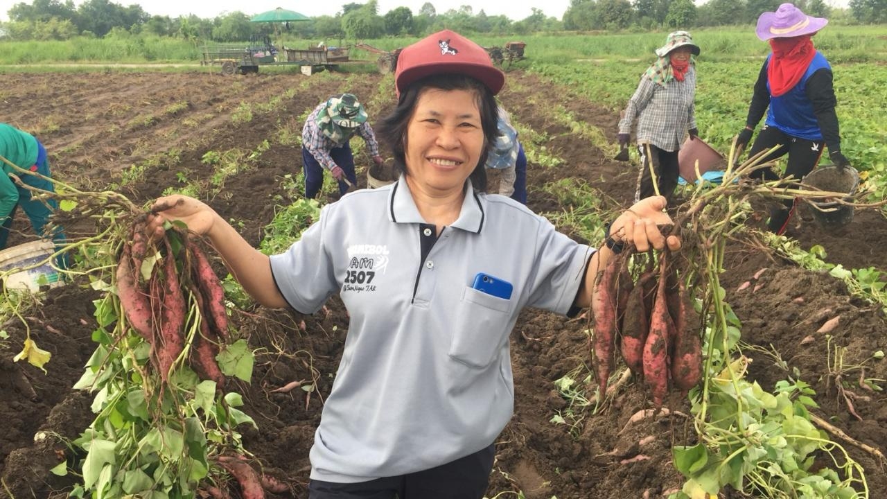 อวดโฉม มันเทศ กวก. พิจิตร 3 พัฒนาพันธุ์มาให้ผลผลิตสูง หัวใหญ่ อร่อย ตอบโจทย์ตลาด